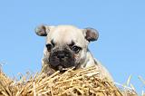 BOULEDOGUE FRANCAIS 602